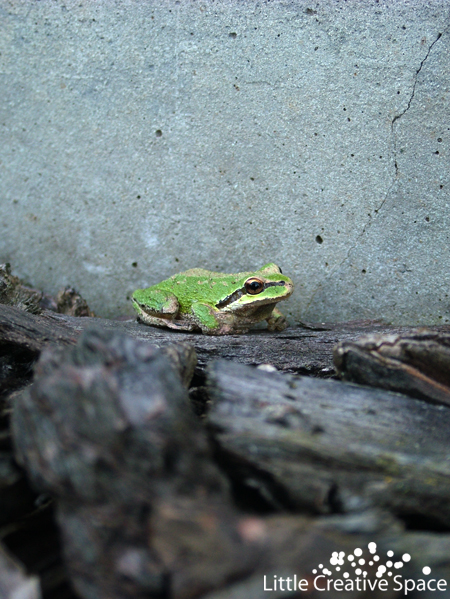 Wee Little Froggie