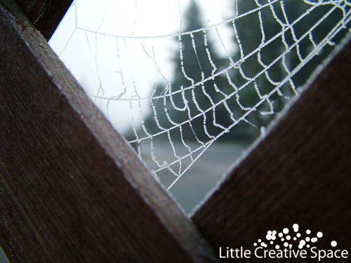 Frozen Spider Web