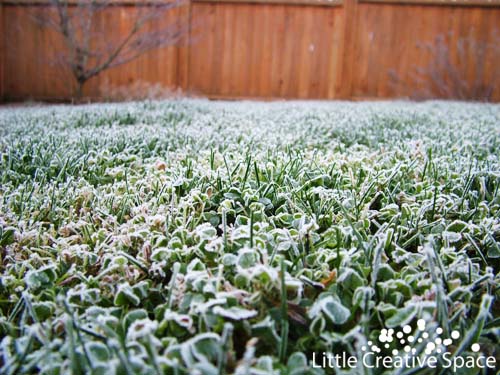 Frosty Grass