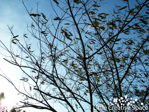 Wind Blown Leaves