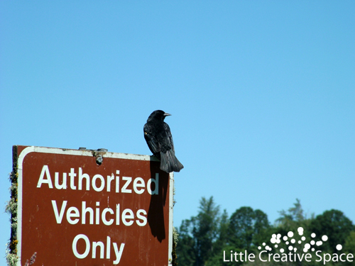 Crow On Sign