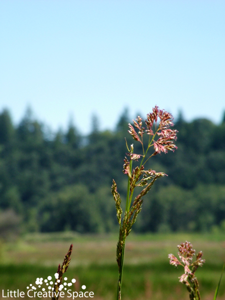 Wind Blown Flowers