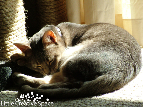 Cat Sleeping in Sun