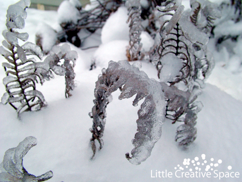 Frozen Fern