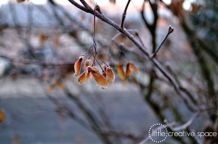 Winter Seeds