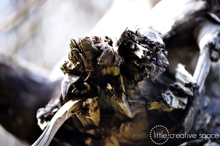 Driftwood Closeup