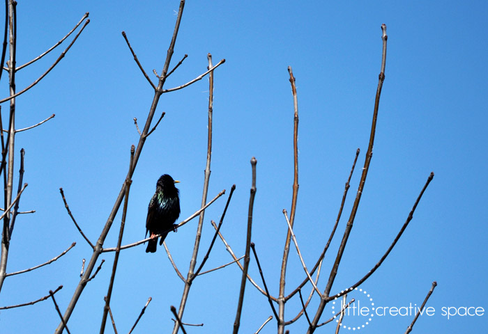 Fluffy Bird