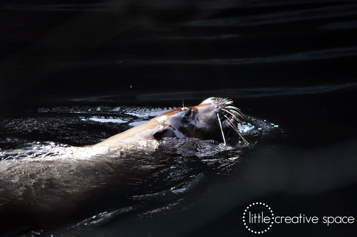 Swimming Seal