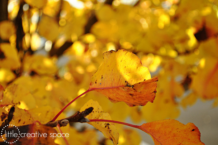 Sweet Leaves