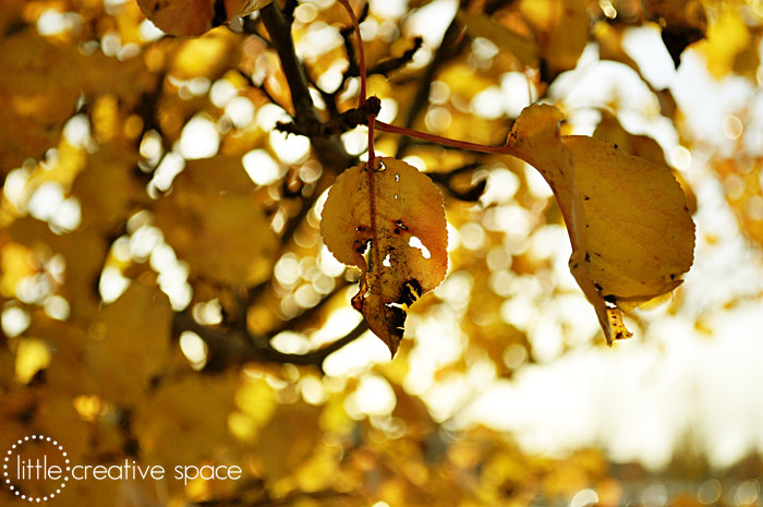 Vibrant Yellow Leaves