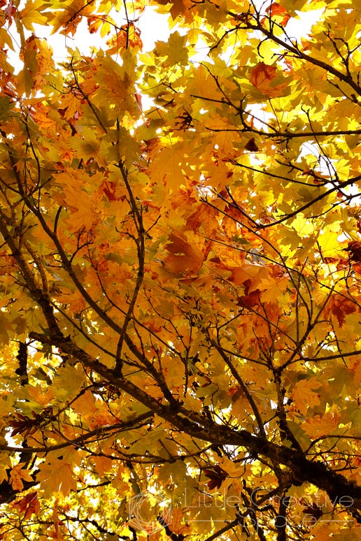 Orange And Yellow Fall Leaves - 365 Project