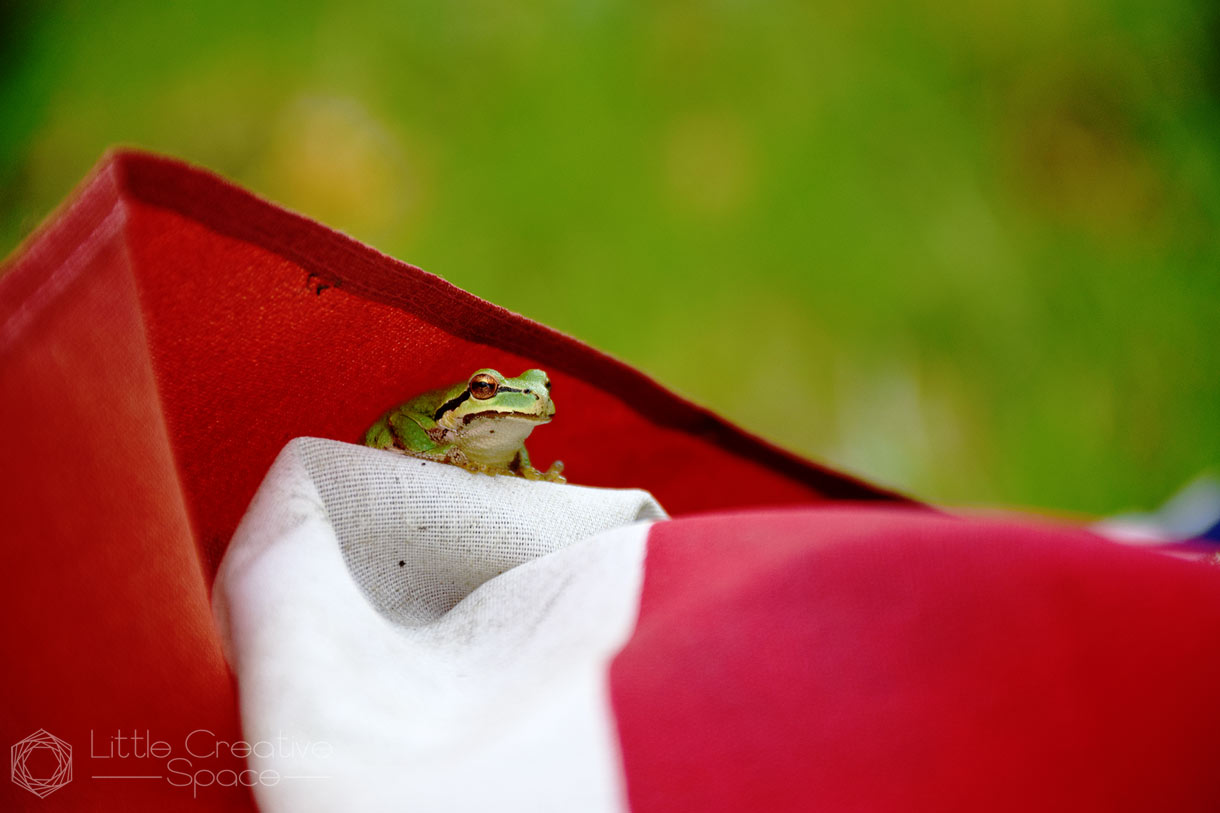 Small Frog Wrapped In American Flag - 365 Project