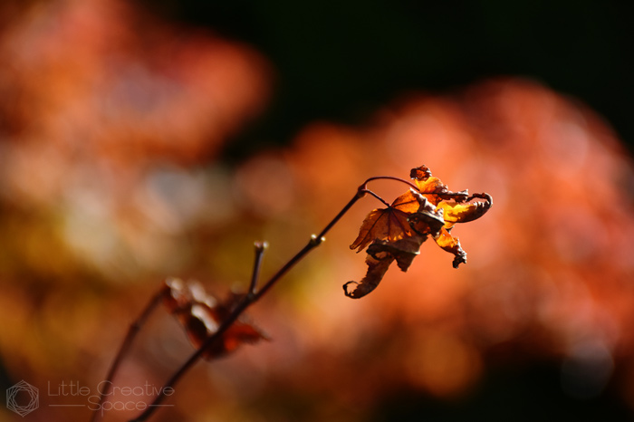 Dry Fall Leaf On The Branch - 365 Project